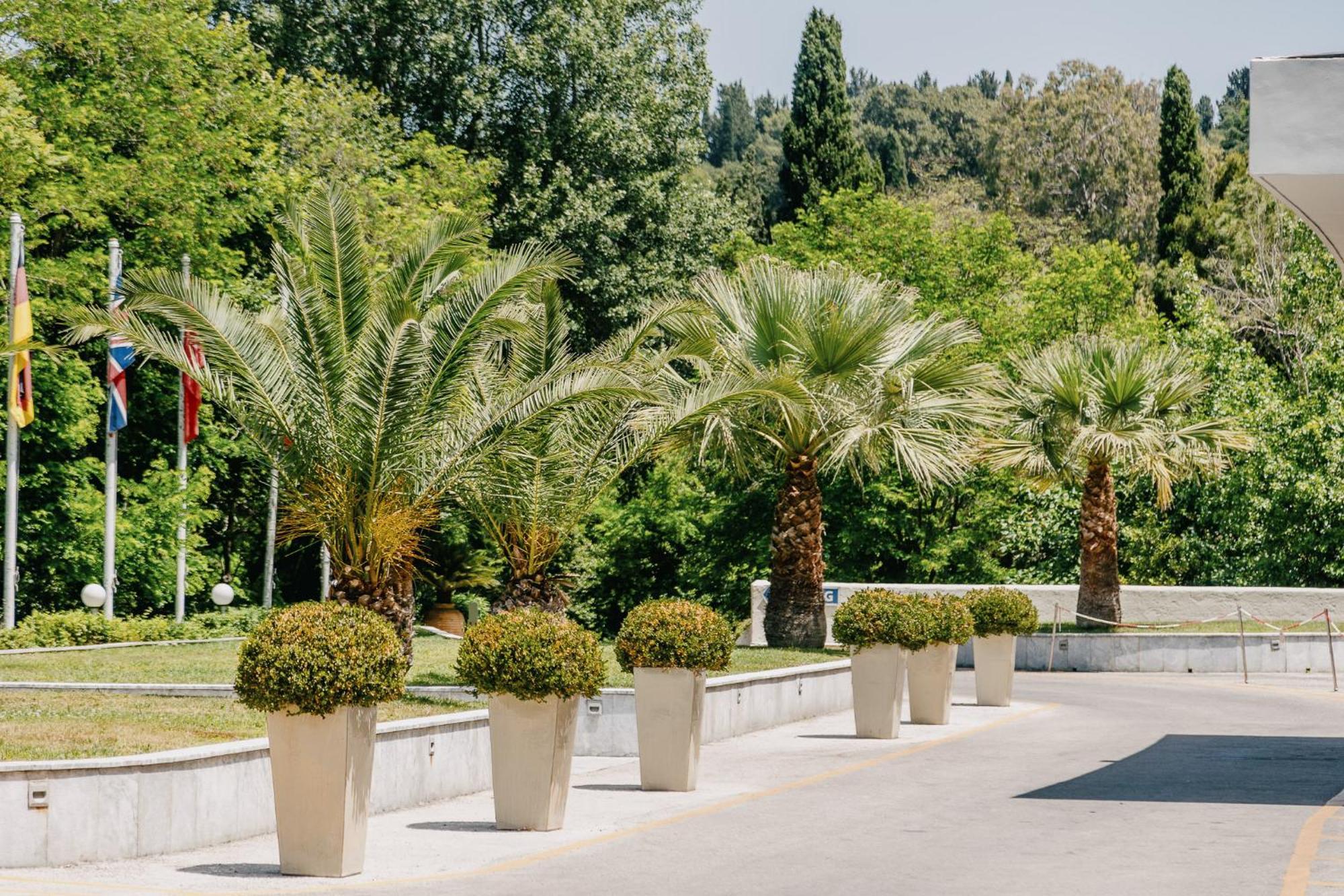科孚宫酒店 帕拉马 外观 照片 Phoenix canariensis in pots